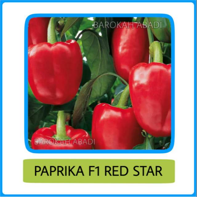 Benih Bibit Biji Paprika Merah Red Star 4 biji