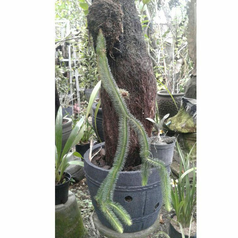 Tanaman Gantung Ekor monyet / huperzia