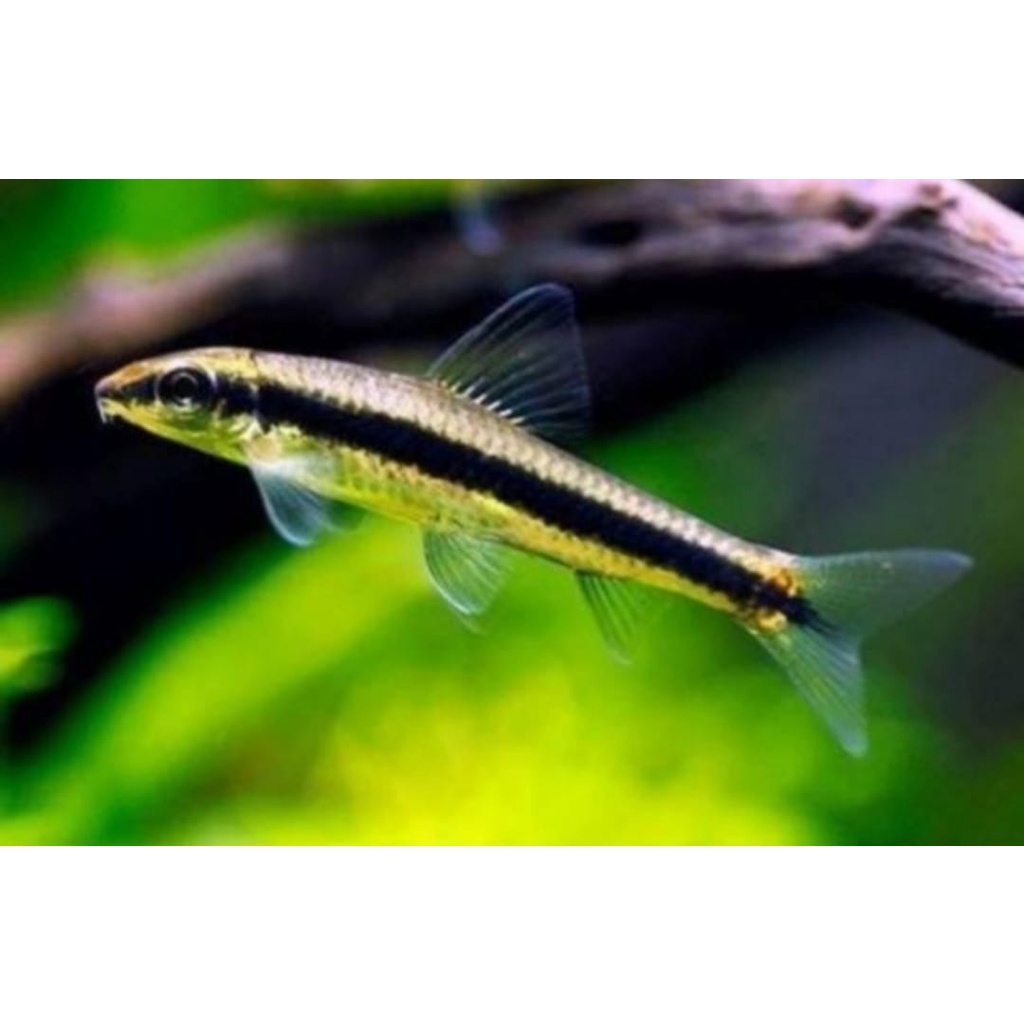 IKAN SAE / SIAMESE ALGAE EATER / IKAN PEMAKAN LUMUT