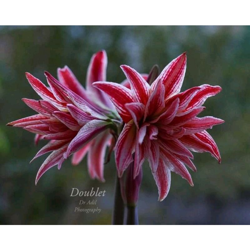 umbi anakan Amaryllis Doublet asli import Thailand bunga hujan bulb naked lady amarilis kediri