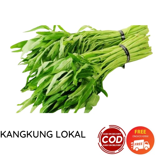 KANGKUNG LOKAL