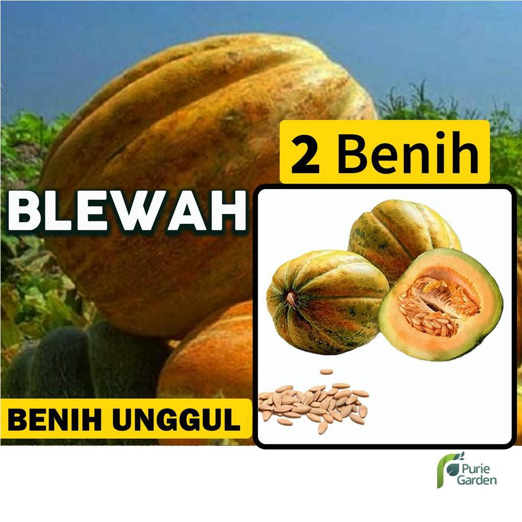 Benih Bibit Blewah 2 Benih Seribuan PG SBY