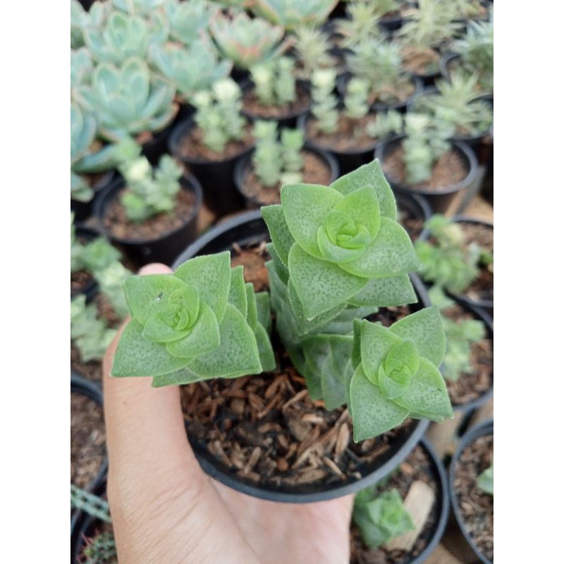 Sukulen Crassula Perforata