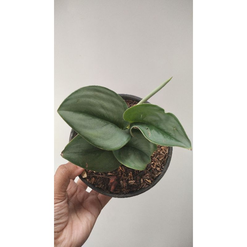 Scindapsus Moonlight