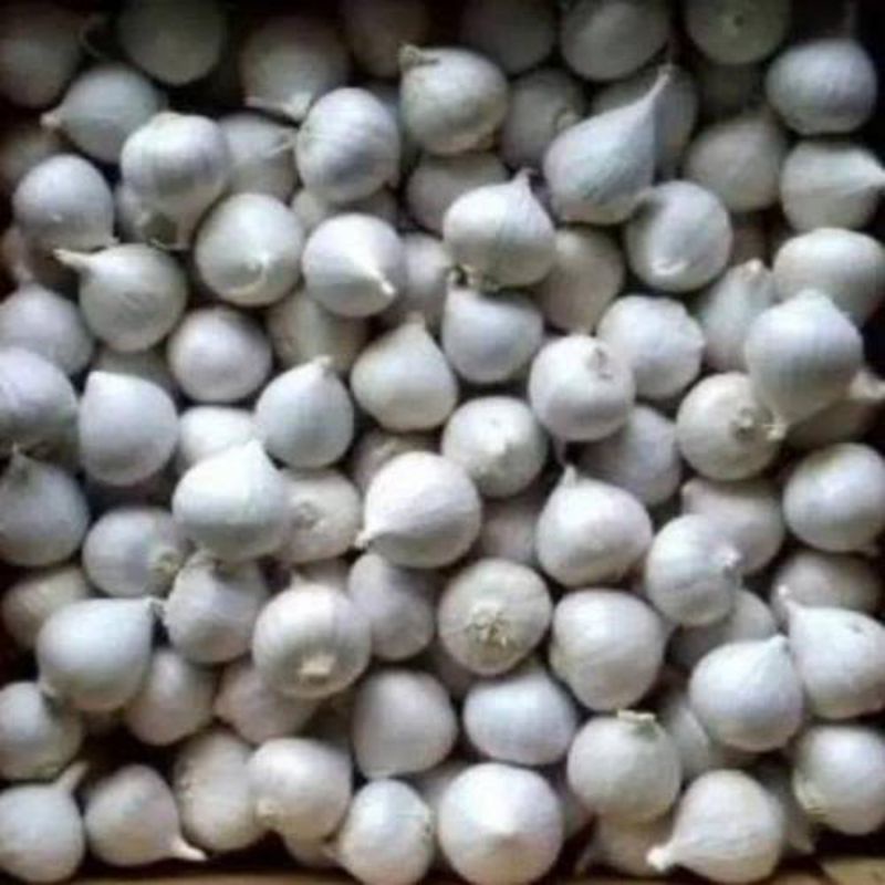 

BAWANG TUNGGAL PUTIH MURAH