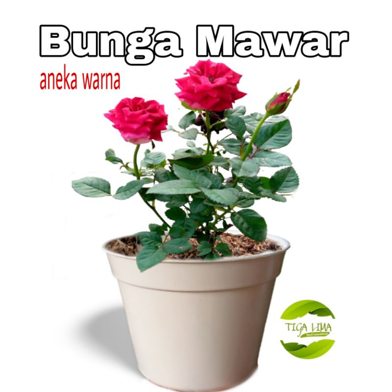 Bunga mawar di pot/bunga hias/tanaman bunga mawar hidup