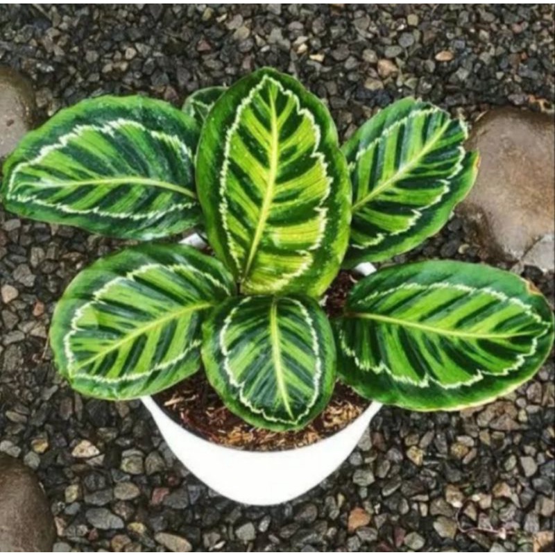 calathea linden