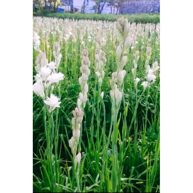 10 pcs Umbi Bunga Sedap Malam (bonus 2)