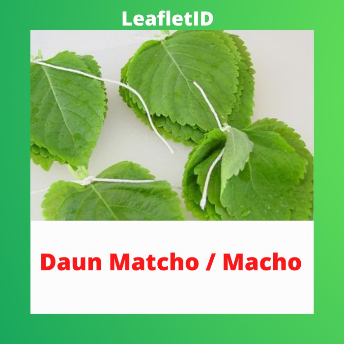 

Daun Matcho/Macho Segar per pack fresh