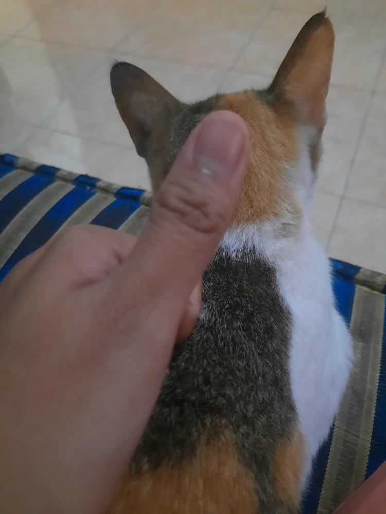 Insektisida Abamektin Absina 36ec Kemasan 100 Ml