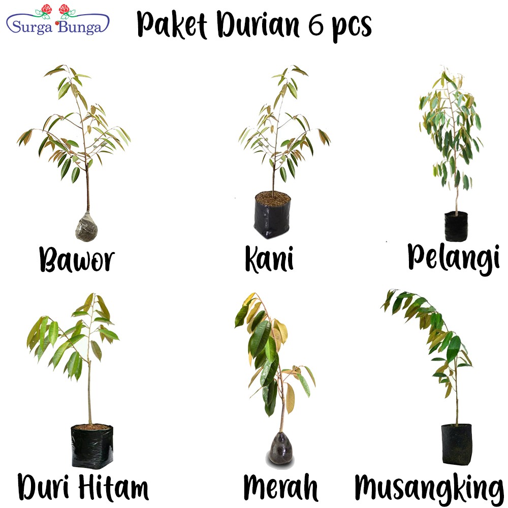 Paket Hemat Tanaman Buah Durian 6 Jenis Bibit