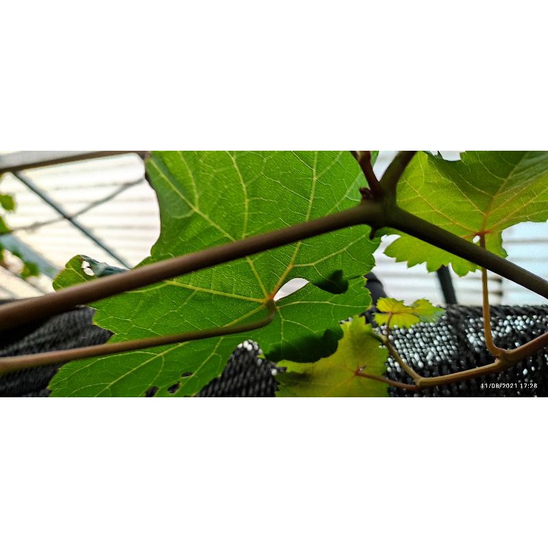 entress anggur varian ningrat