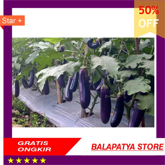 

Terong Ungu Fresh
