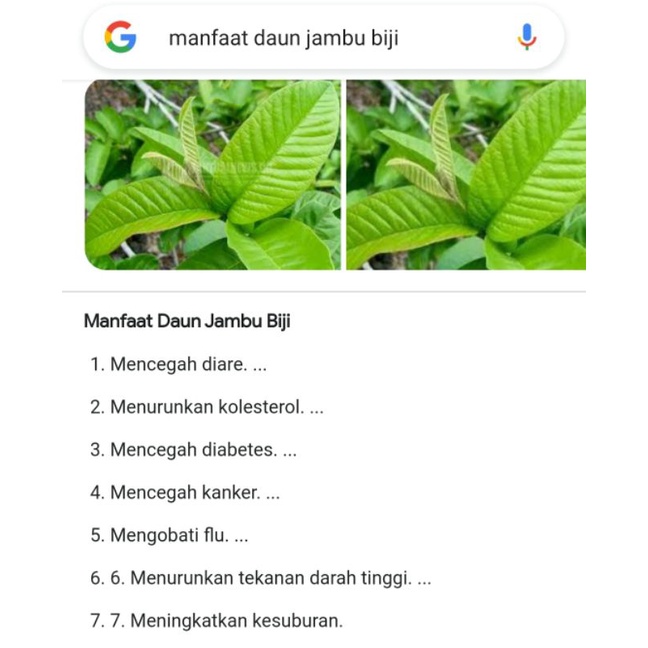 

DAUN JAMBU BIJI. HERBAL UNTUK KESEHATAN 100GR