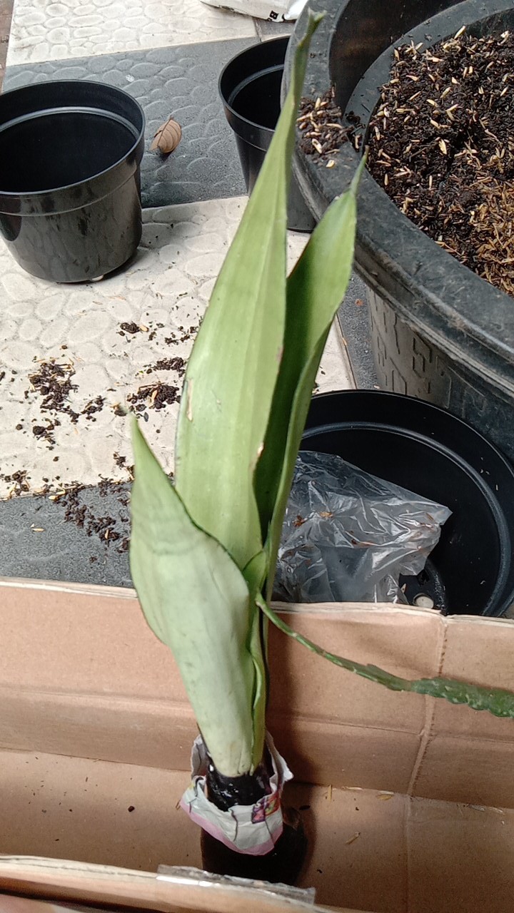 Tanaman Indoor Sensivera Moonshine - Tanaman Hias Sensivera Moonshine