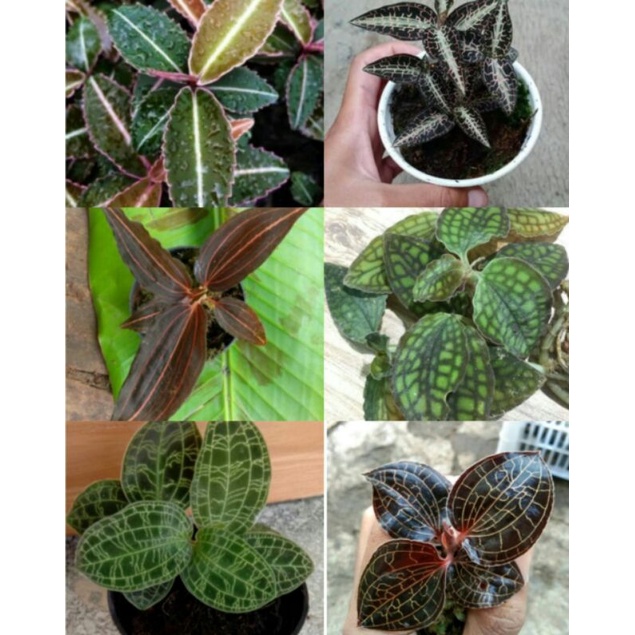 paket hemat jewel orchid termurah