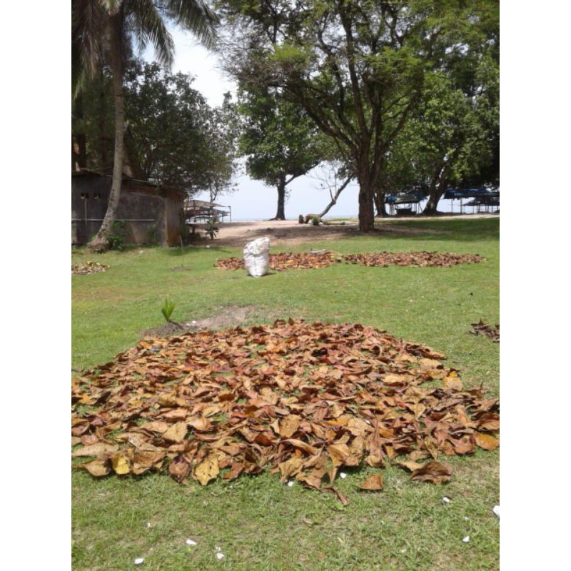 DAUN KETAPANG LAUT BELUM OLAH 1KG