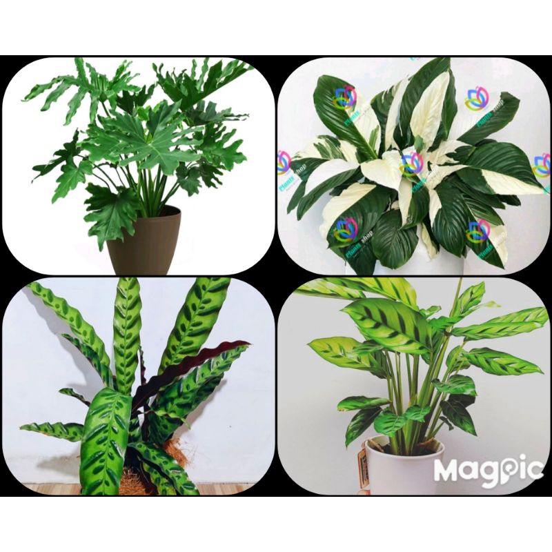 paket murah tanaman hias hidup / paket 4 jenis tanaman hias hidup