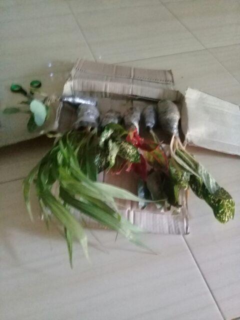 Tanaman Hias Murah 4 Aglonema/paket Aglaonema Hemat Aglo Donacarmen Lipstick Snow White Rotundum