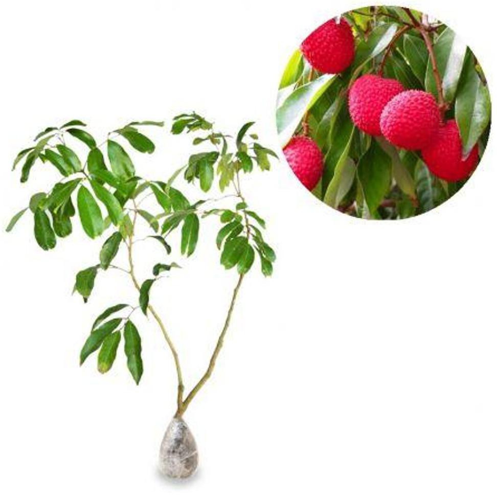 Product Bibit Tanaman Buah Lychee 60Cm *_@