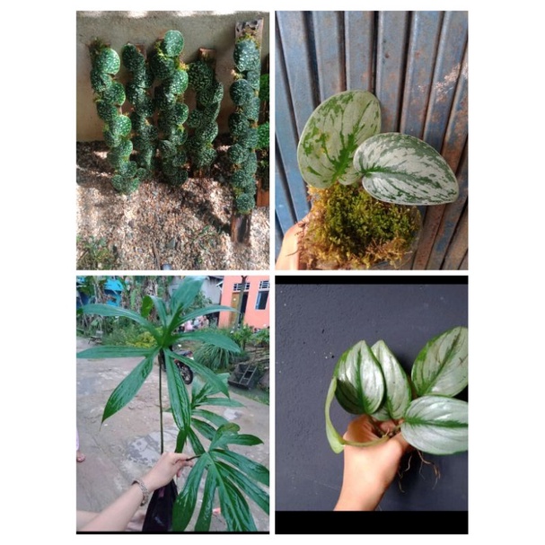 paketanlebihmurah_4 1.pictus hack2.scindapsus silver flash3.bonggolan ekor naga4.scindapsus moonligh