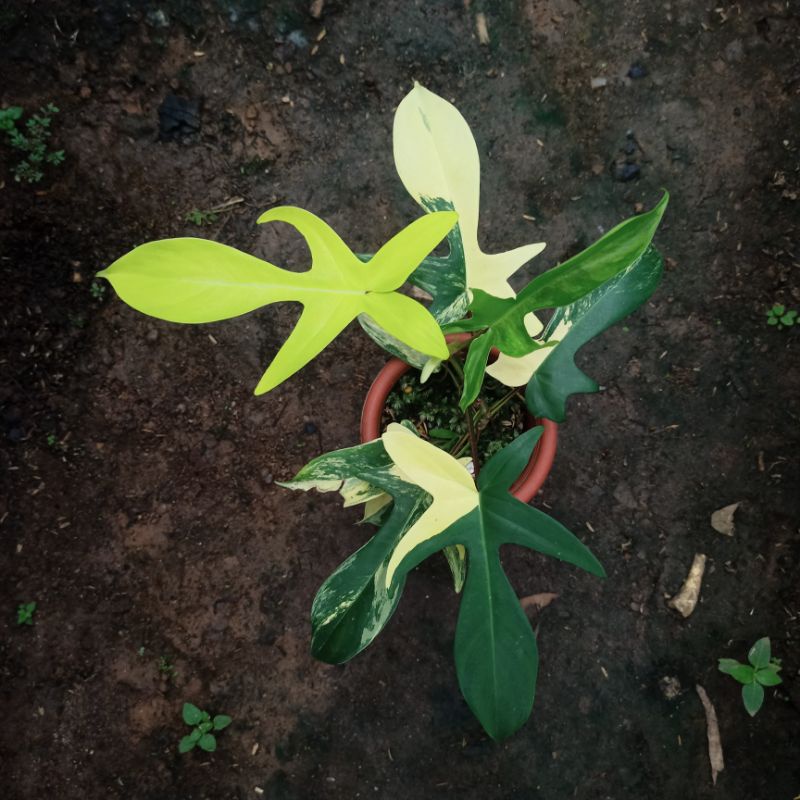 Philodendron Florida Beauty