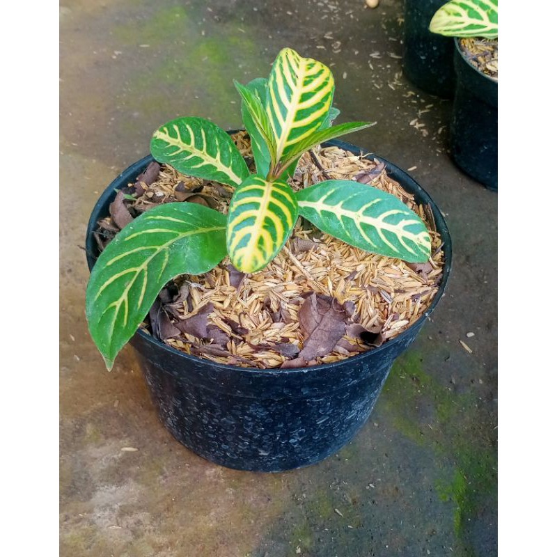 tanaman hias aphelandra kuning