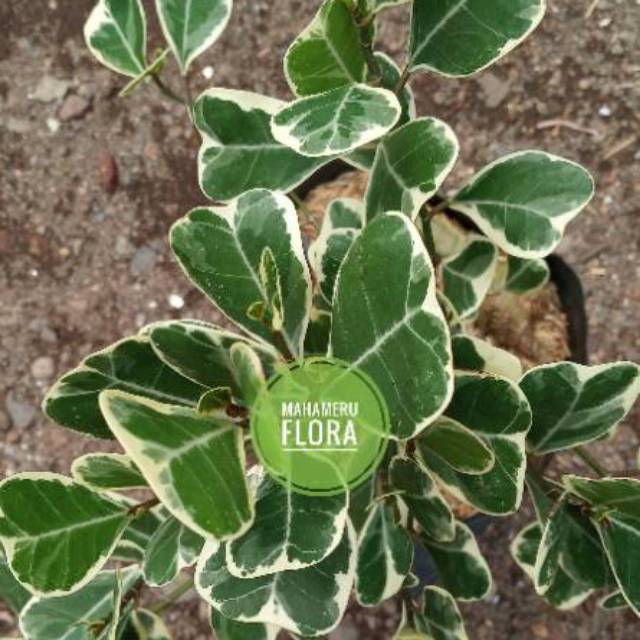 Tanaman Ficus Triangularis Variegata