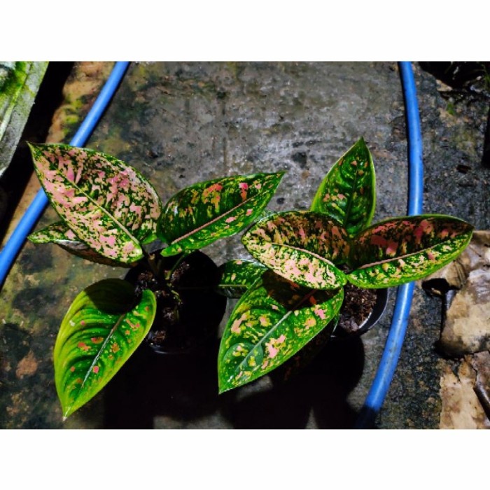 Aglonema Ruby Compacta