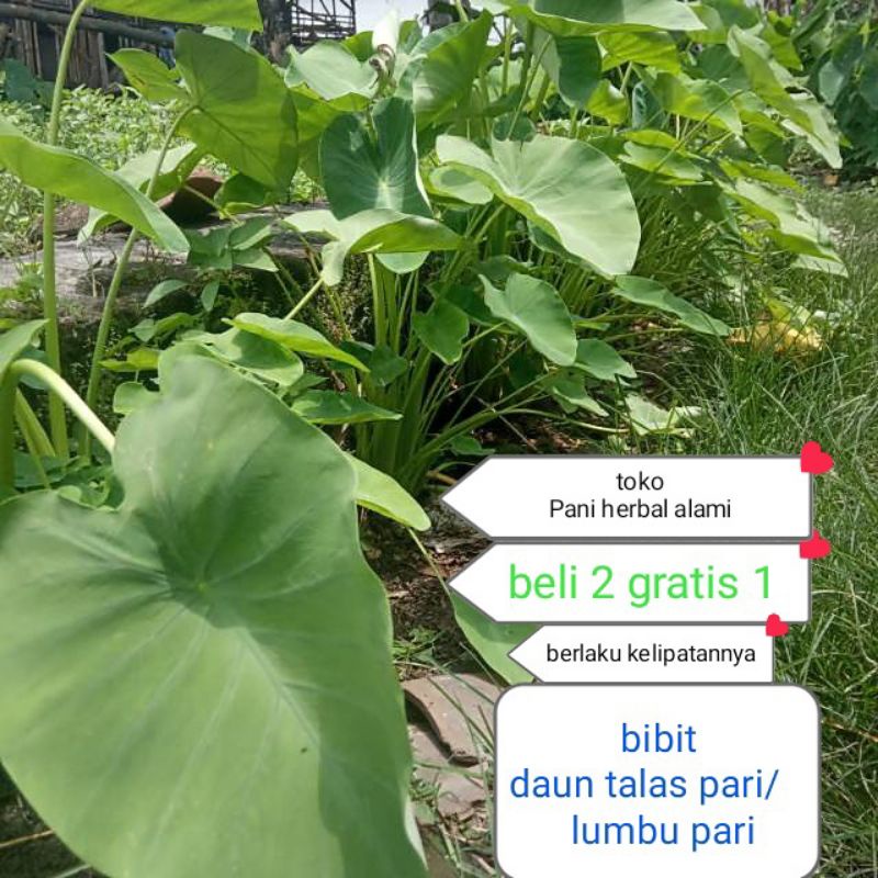 

beli 2 gratis 1 bibit talas pari/lumbu pari segar