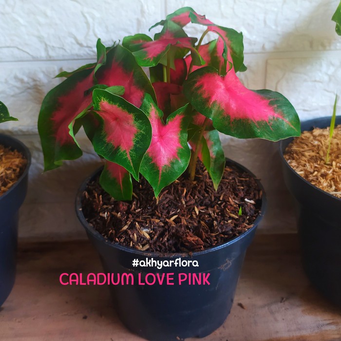 Caladium Love Pink Rimbun Keladi Love Pink Keladi Hias