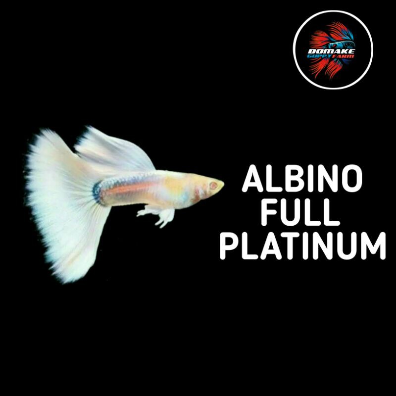 Ikan hias guppy albino full platinum AFP | Shopee Indonesia