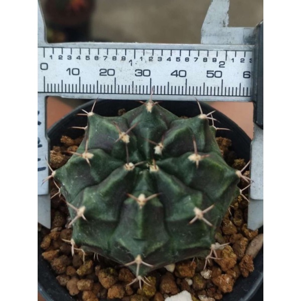 2pcs gymno daydream x daydream + miha var new clone