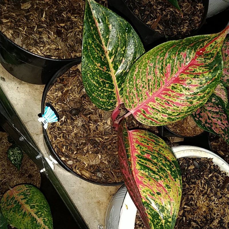 tanaman hias aglonema tiara