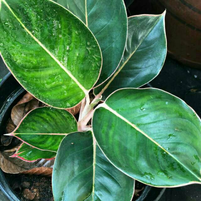 Tanaman hias aglonema black lipstick flaminggo lipstik black aglaonema aglo