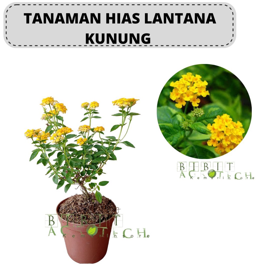 Tanaman Hias Lantana Kuning Kondisi Berbunga Cantik Murah