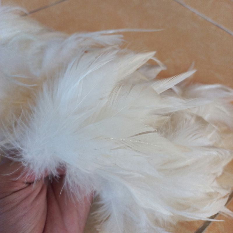Bulu Halus Lancip Besar Putih 1 Meter Lebih Bulu Waris Ayam Bulu Warna Putih Bulu Rangkaian Bukan Bu