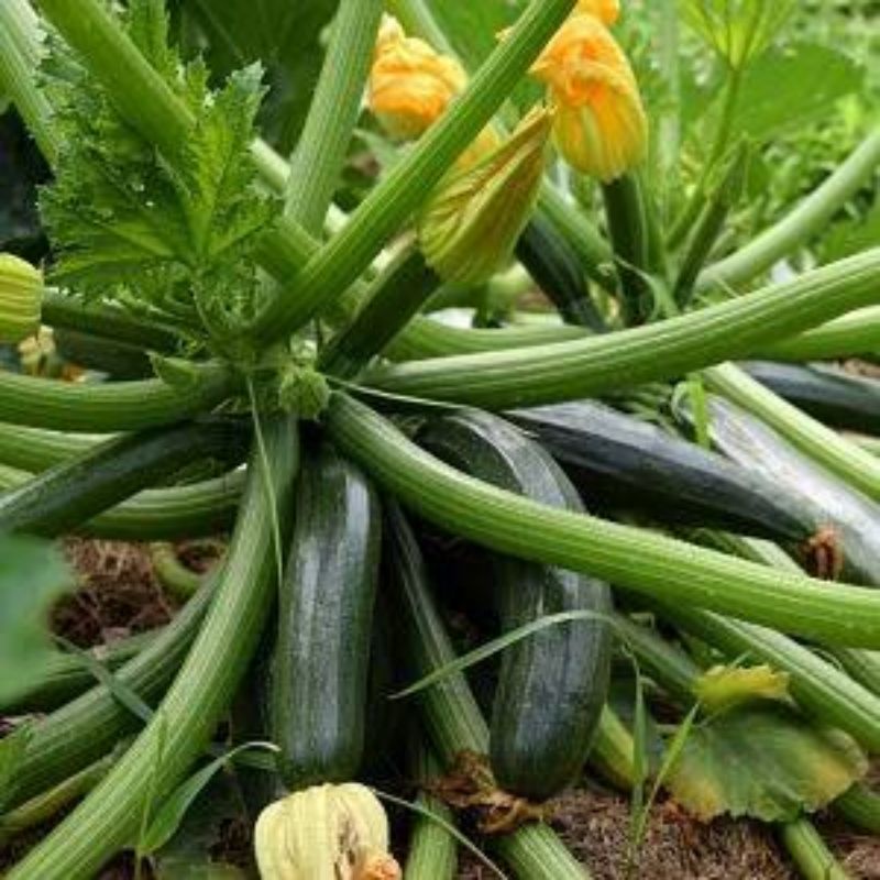 Benih Bibit Zucchini Hijau Jewel Hibrida Timun Jepang Zuchini