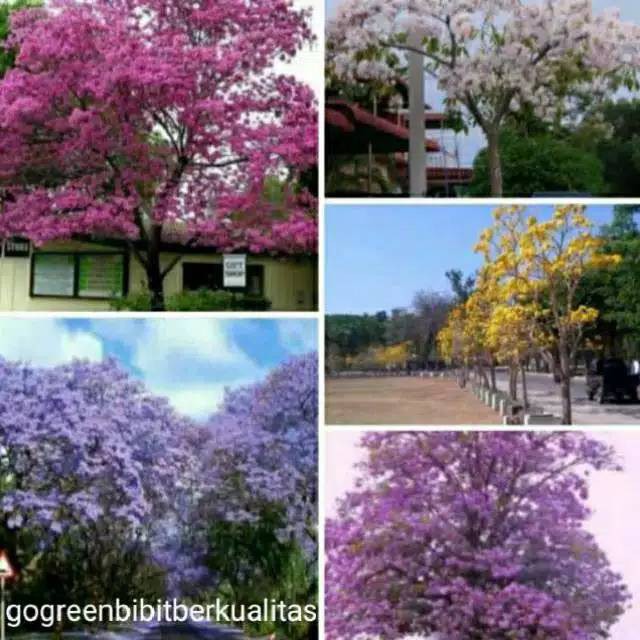 1 paket 5 Bibit bunga sakura tabebuya 5 warna Shopee 1 paket 5 Bibit bunga sakura tabebuya 5 warna Shopee