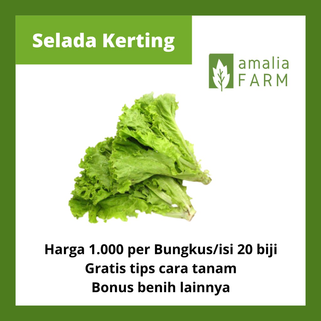 BIBIT SELADA KERITING BENIH SAYURAN UNGGUL HIDROPONIK
