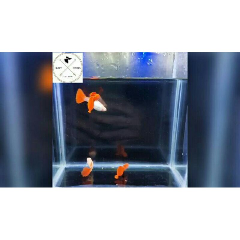 

Ikan Guppy Albino Full Red Per Pasang