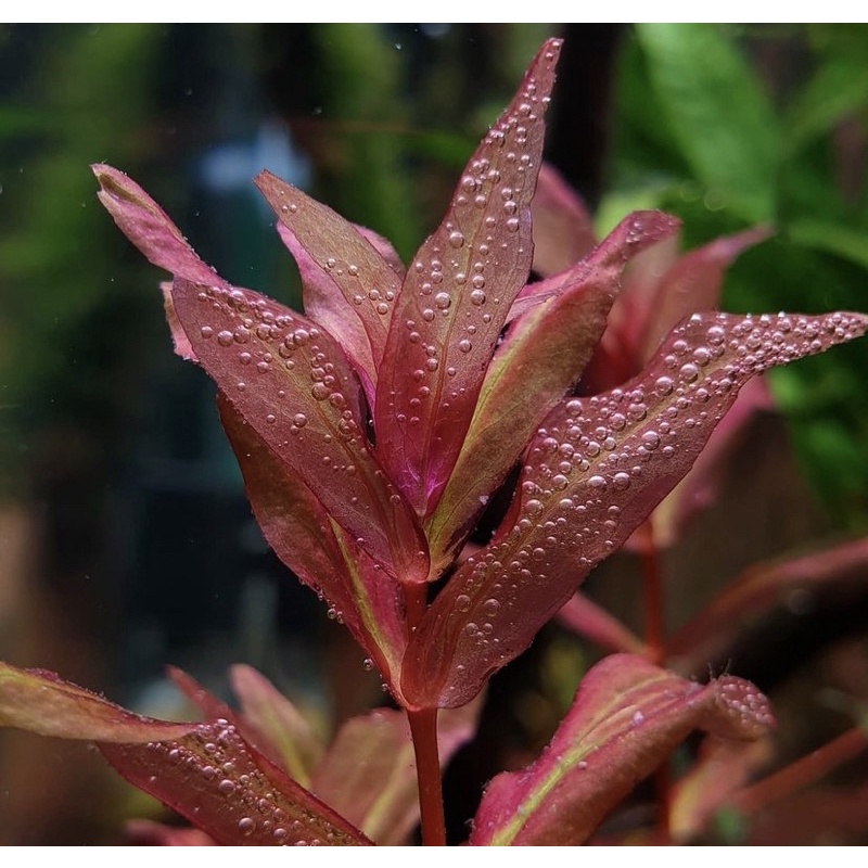 Rotala Macandra sp Tiger ( tanaman aquascape )