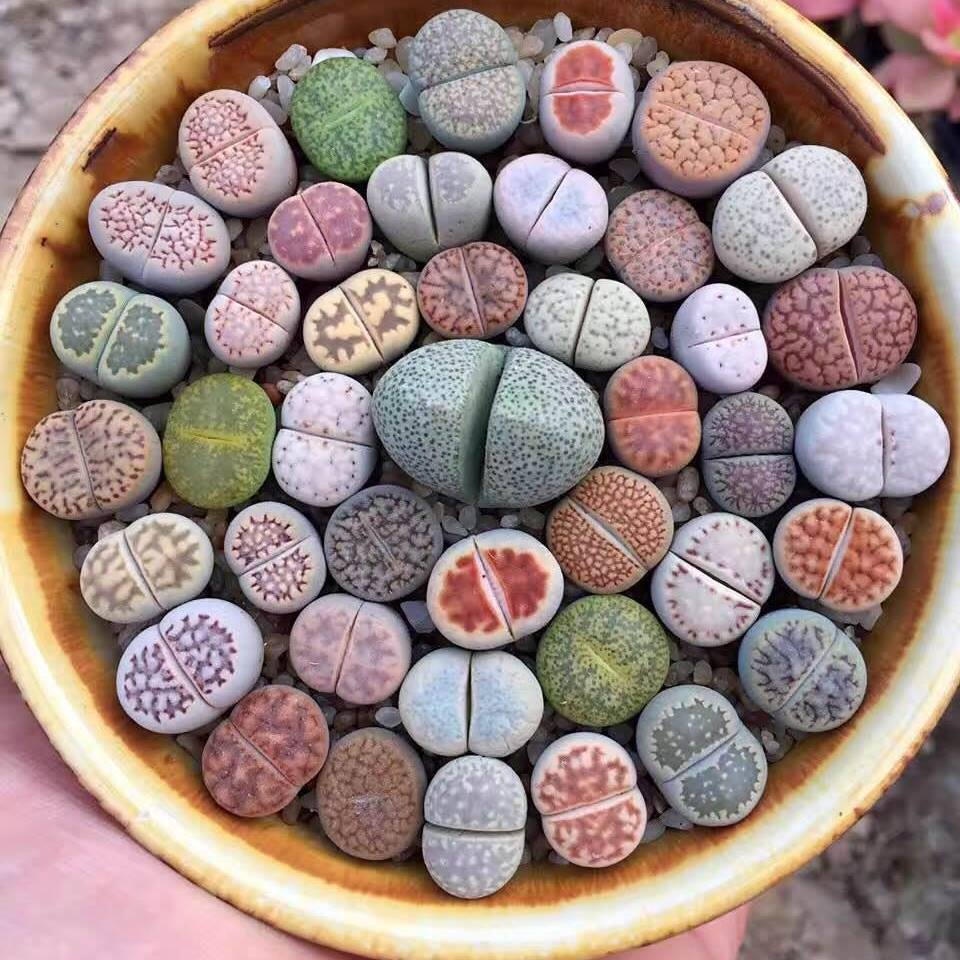 2 Benih Kaktus Sukulen Mini Lithops Mix Bibit Bunga Living Stone Tanaman Hias si Batu Hidup Import-1