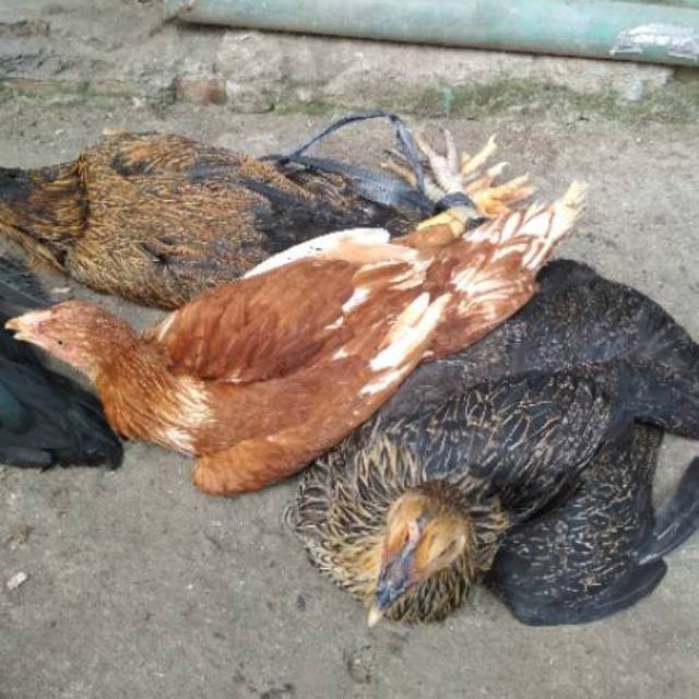 

daging ayam kampung segar.