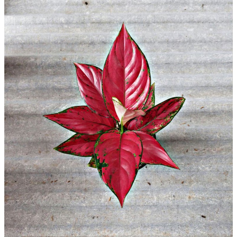 aglonema red venus jumbo daun 8-9+++