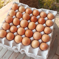 

Telur Ayam Jos 1 Karton