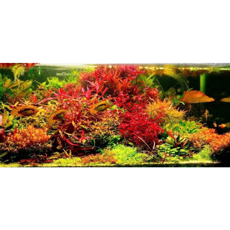 Paket ducth style 10 jenis tanaman aquascape