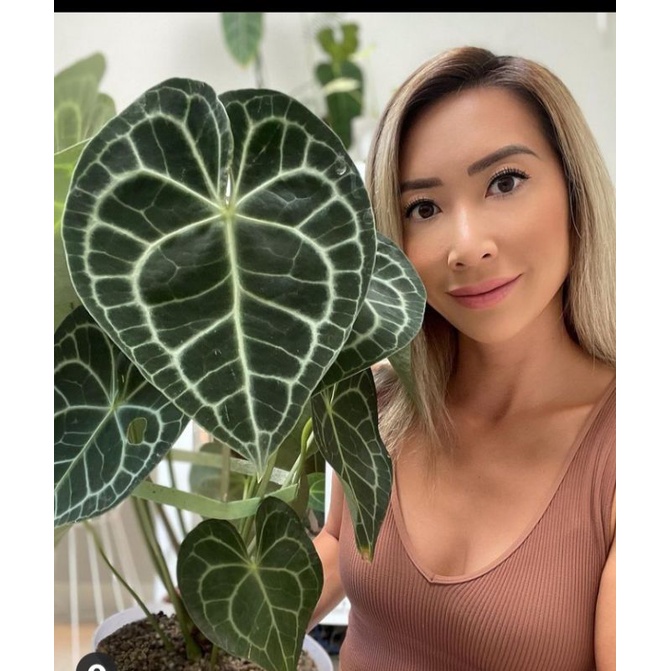 anthurium clarinervium