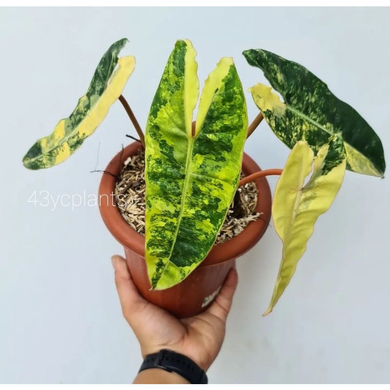 Bonggol Philodendron Billietiae Varigata kabel busi variegata philo