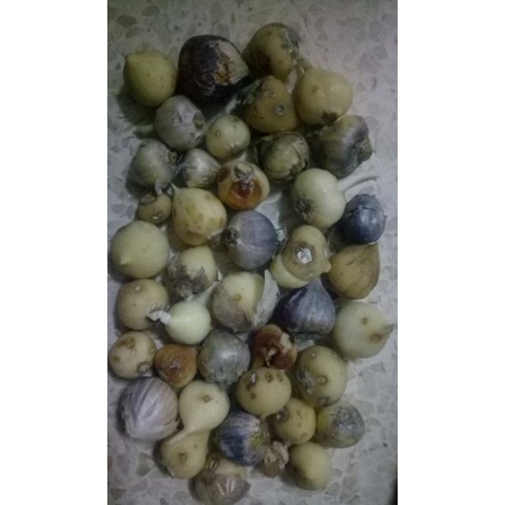 

500gram Cacat Rusak Bawang Putih Tunggal Lanang